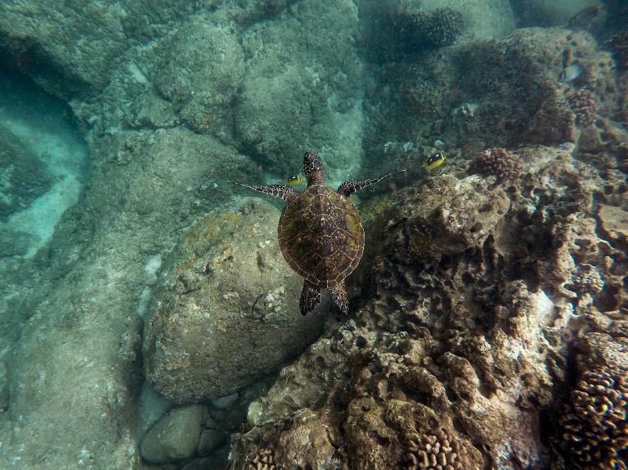 Overhead view of turtle swimming